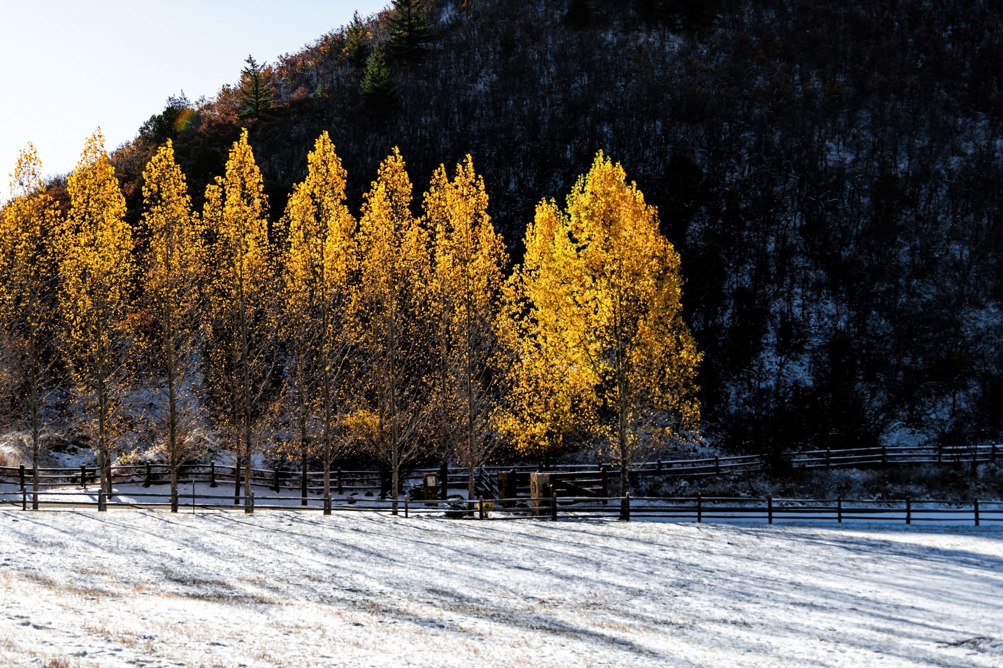 A view of tall and straight yellow-leaved trees with a dusting of snow in the foreground. 